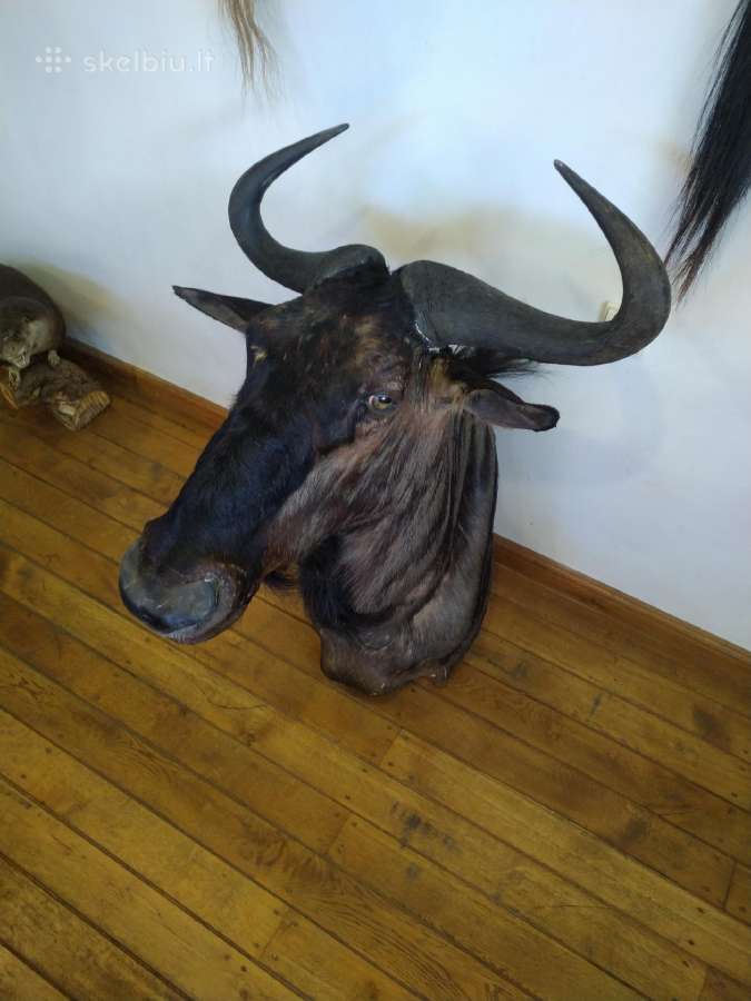 Dryžuotoji gnu iškamša