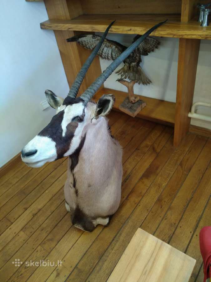 Orikso iškamša