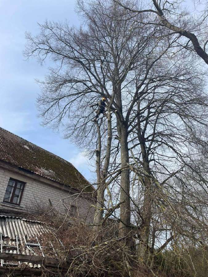 Medžių pjovimas-genėjimas-gyvatvorių karpymas - nuotraukos Nr. 12