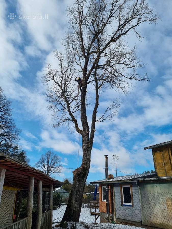 Medžių pjovimas-genėjimas-gyvatvorių karpymas