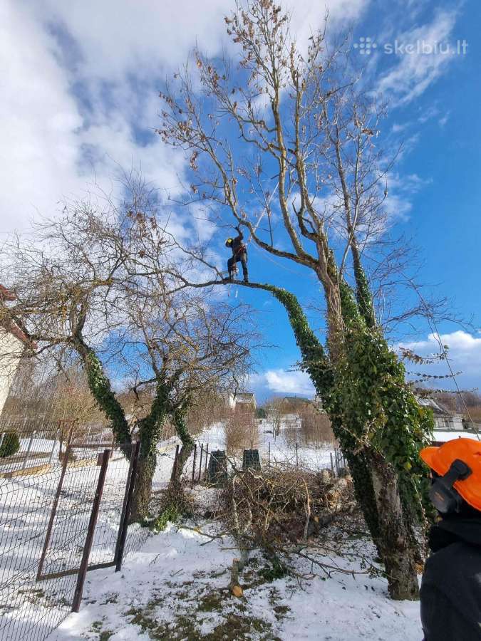 Medžių pjovimas-genėjimas-gyvatvorių karpymas - nuotraukos Nr. 4