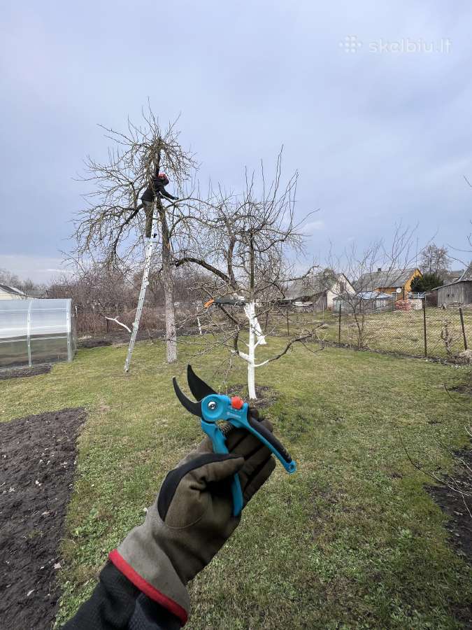 Medžių pjovimas-genėjimas-gyvatvorių karpymas - nuotraukos Nr. 38