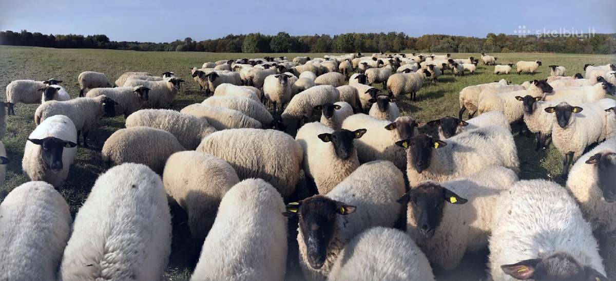 Šviežia vakuumuota ėriena ir š.rūkymo dešrelės. - nuotraukos Nr. 16