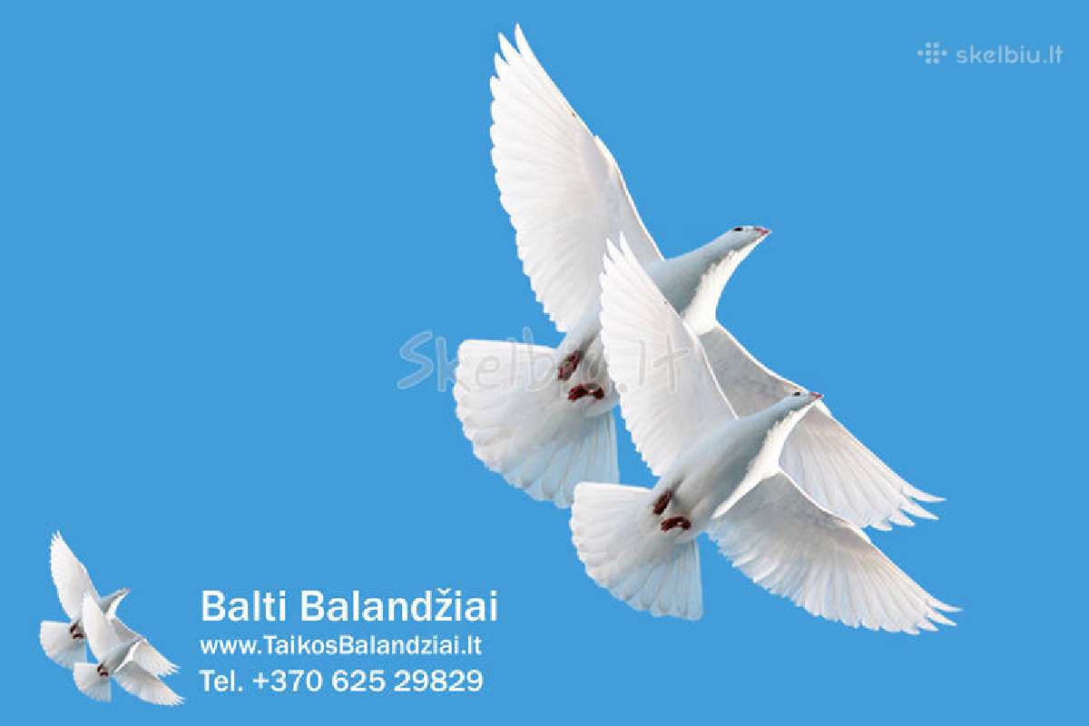 Balti balandziai vestuvems ir krikstynoms - nuotraukos Nr. 2