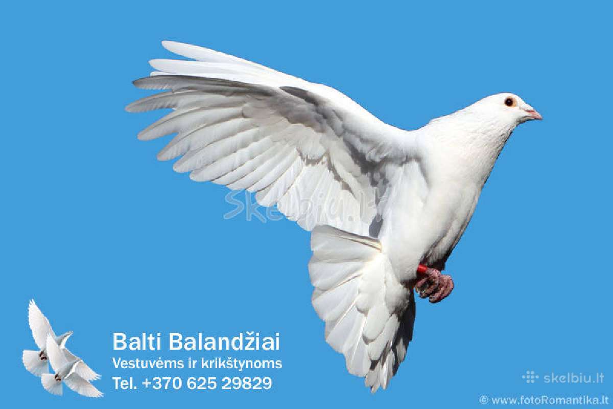 Balti balandziai vestuvems ir krikstynoms - nuotraukos Nr. 3