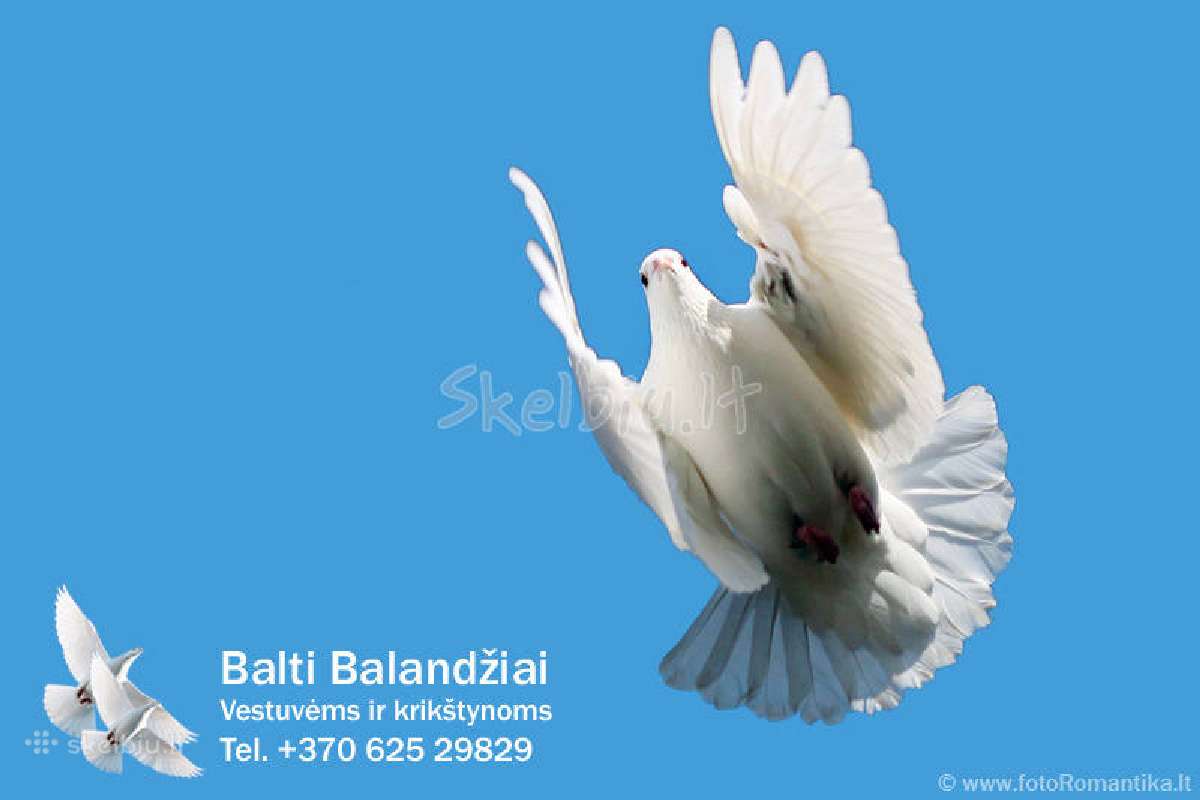 Balti balandziai vestuvems ir krikstynoms - nuotraukos Nr. 4