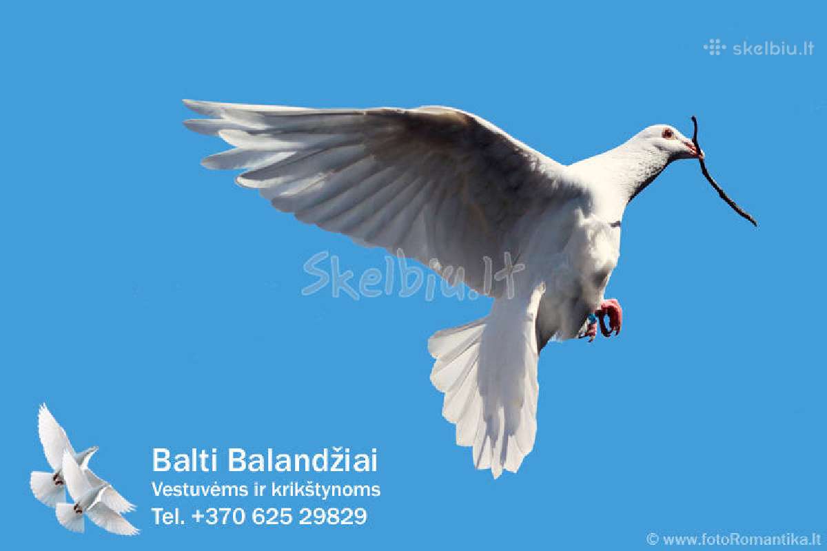 Balti balandziai vestuvems ir krikstynoms - nuotraukos Nr. 5