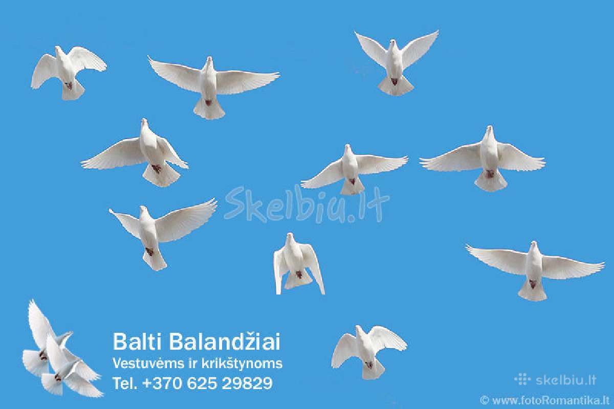 Balti balandziai vestuvems ir krikstynoms - nuotraukos Nr. 6