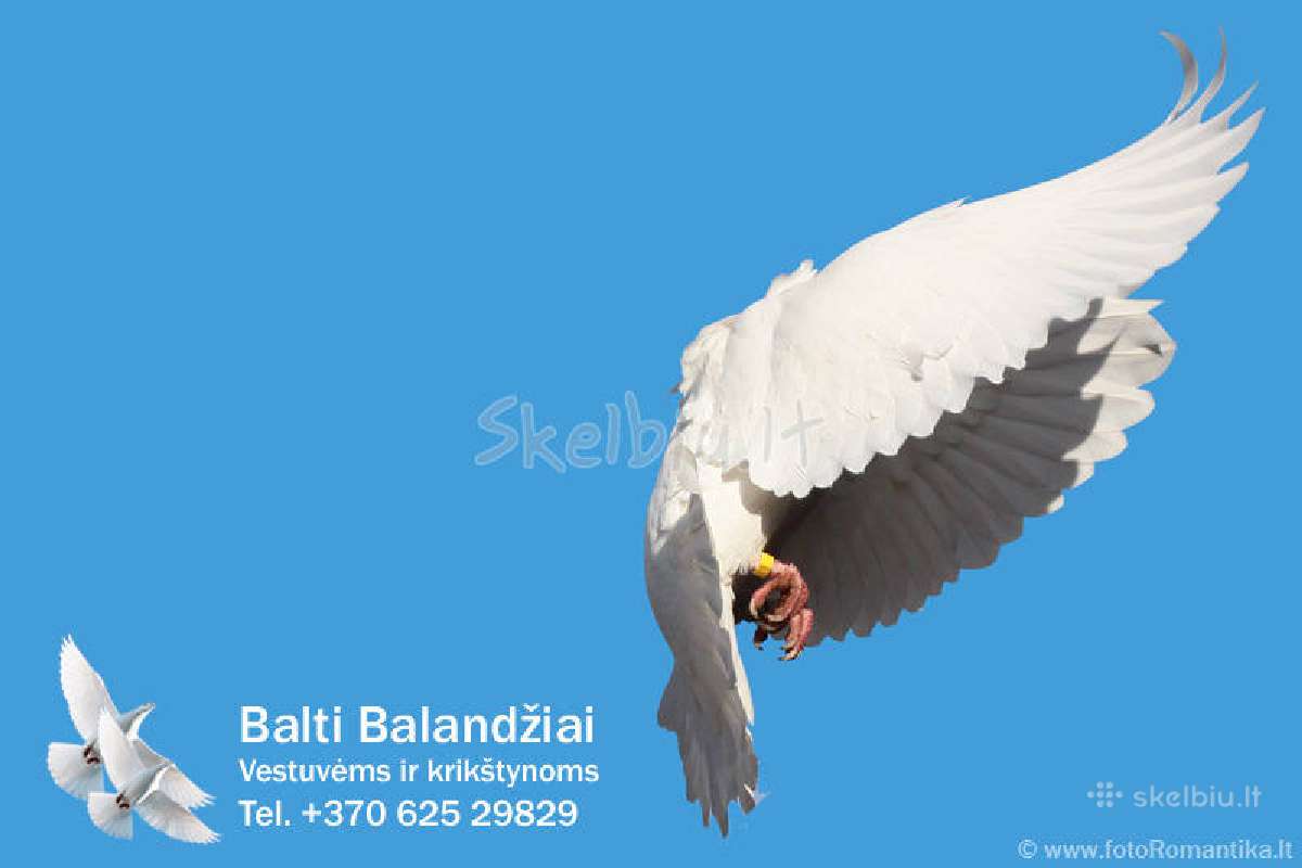 Balti balandziai vestuvems ir krikstynoms - nuotraukos Nr. 7