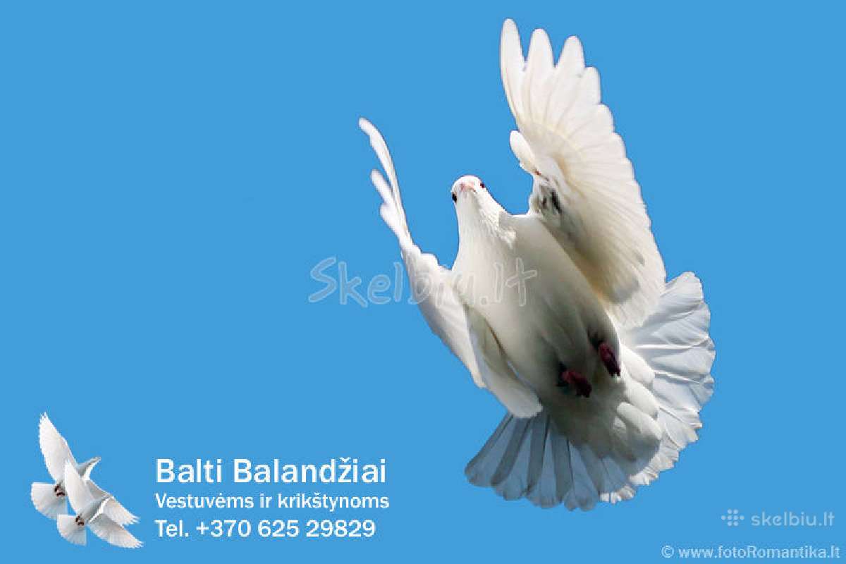 Balti balandziai vestuvems ir krikstynoms - nuotraukos Nr. 8
