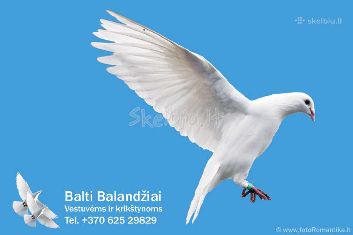 Balti balandziai vestuvems ir krikstynoms - nuotraukos Nr. 9
