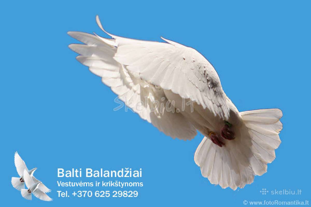 Balti balandziai vestuvems ir krikstynoms - nuotraukos Nr. 10