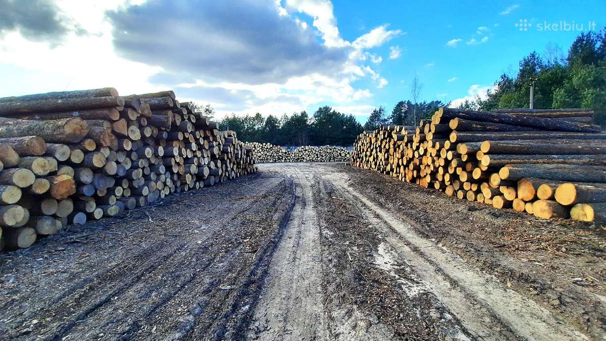Brangiai perkame juodalksnio ir liepos rąstus - nuotraukos Nr. 3
