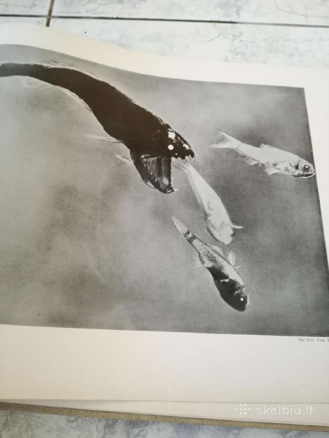 Negirdetas,nuostabus gyvunu pasaulis 1932 m. - nuotraukos Nr. 2