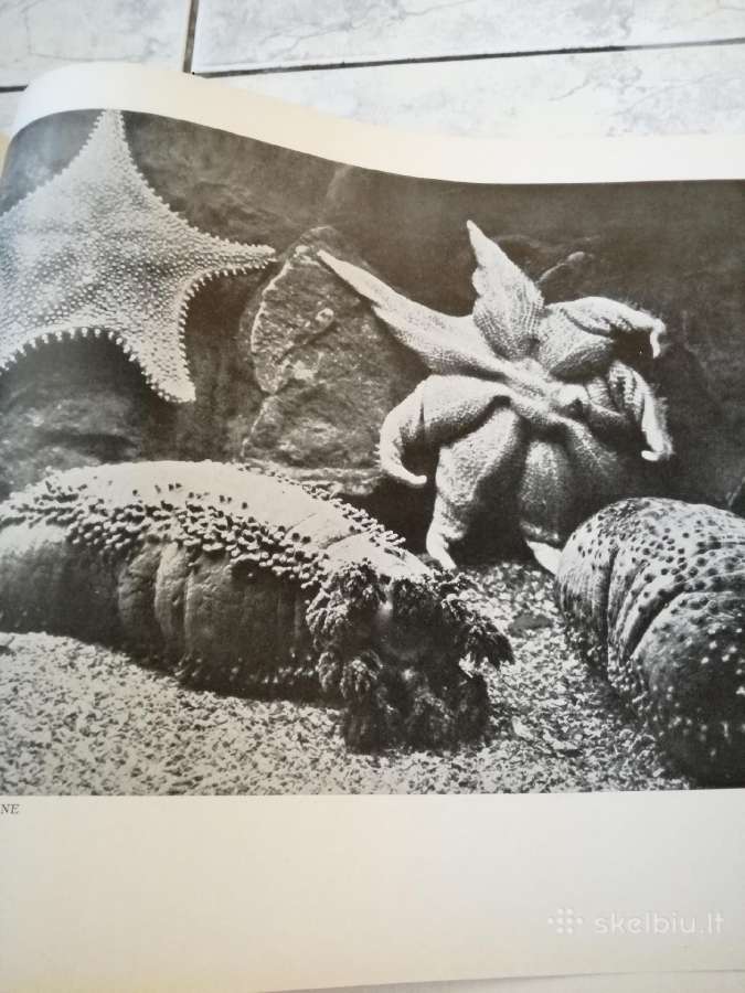 Negirdetas,nuostabus gyvunu pasaulis 1932 m. - nuotraukos Nr. 3