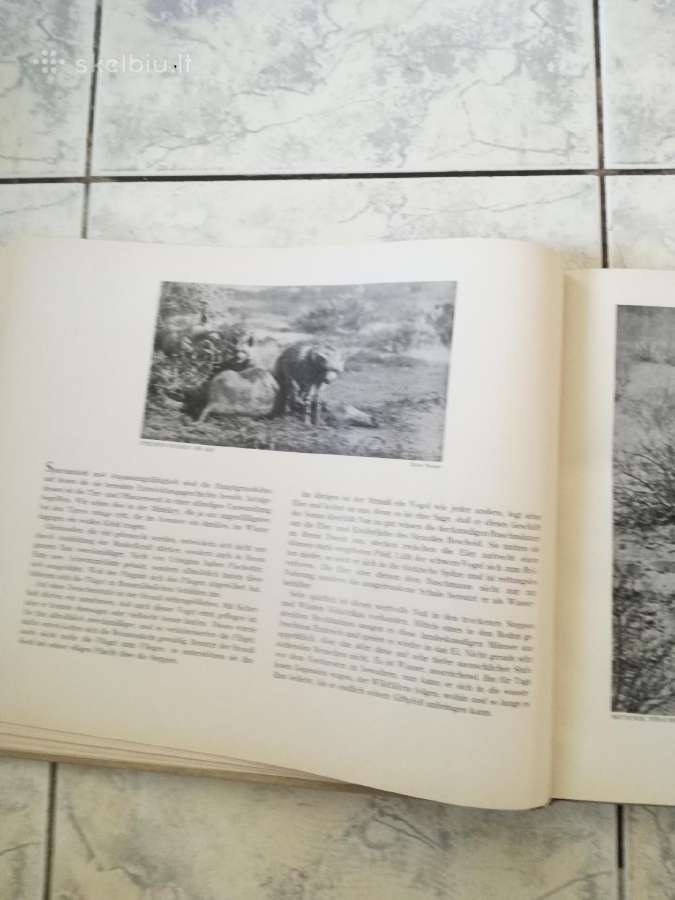 Negirdetas,nuostabus gyvunu pasaulis 1932 m. - nuotraukos Nr. 6