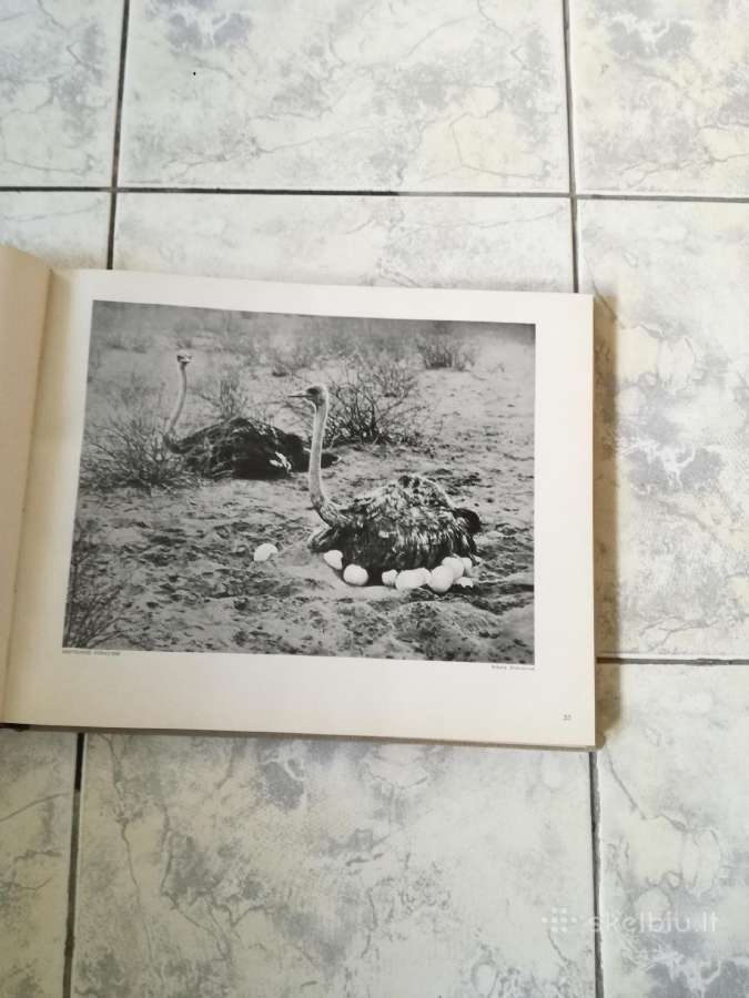 Negirdetas,nuostabus gyvunu pasaulis 1932 m. - nuotraukos Nr. 7