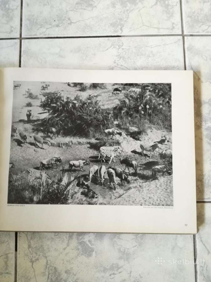Negirdetas,nuostabus gyvunu pasaulis 1932 m. - nuotraukos Nr. 8