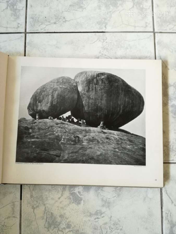 Negirdetas,nuostabus gyvunu pasaulis 1932 m. - nuotraukos Nr. 9