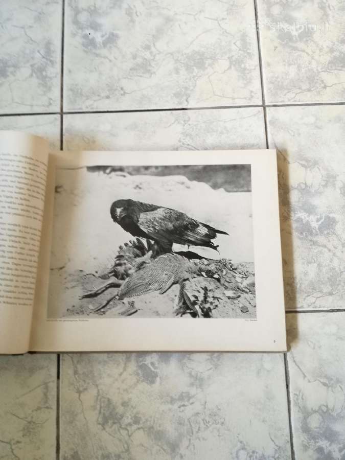 Negirdetas,nuostabus gyvunu pasaulis 1932 m. - nuotraukos Nr. 10