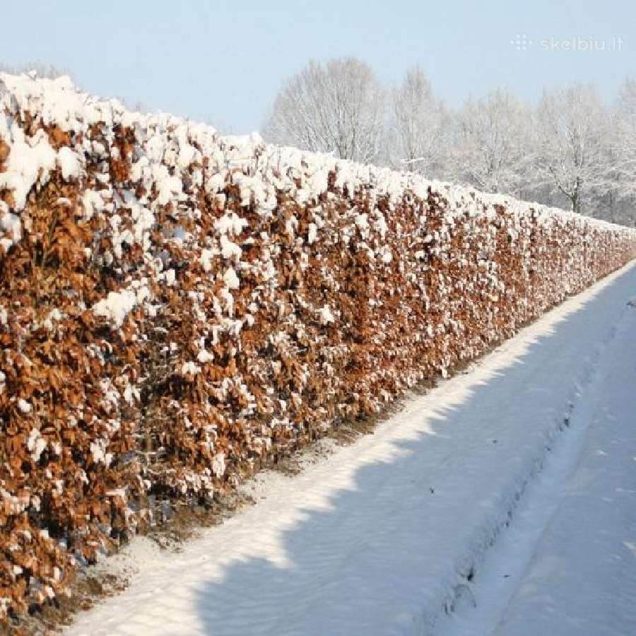 Vaismedžiai,juodosios pušys,gyvatvoriniai augalai - nuotraukos Nr. 11
