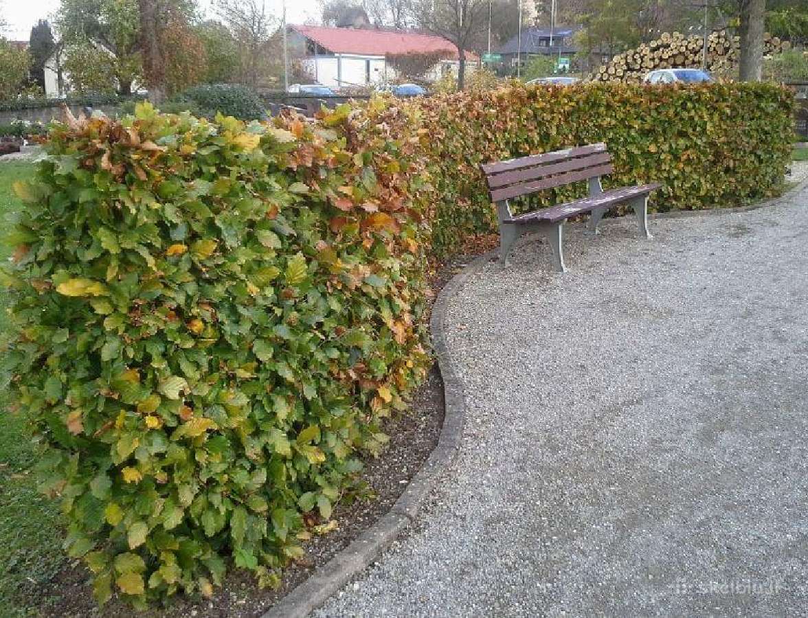 Vaismedžiai,juodosios pušys,gyvatvoriniai augalai - nuotraukos Nr. 20