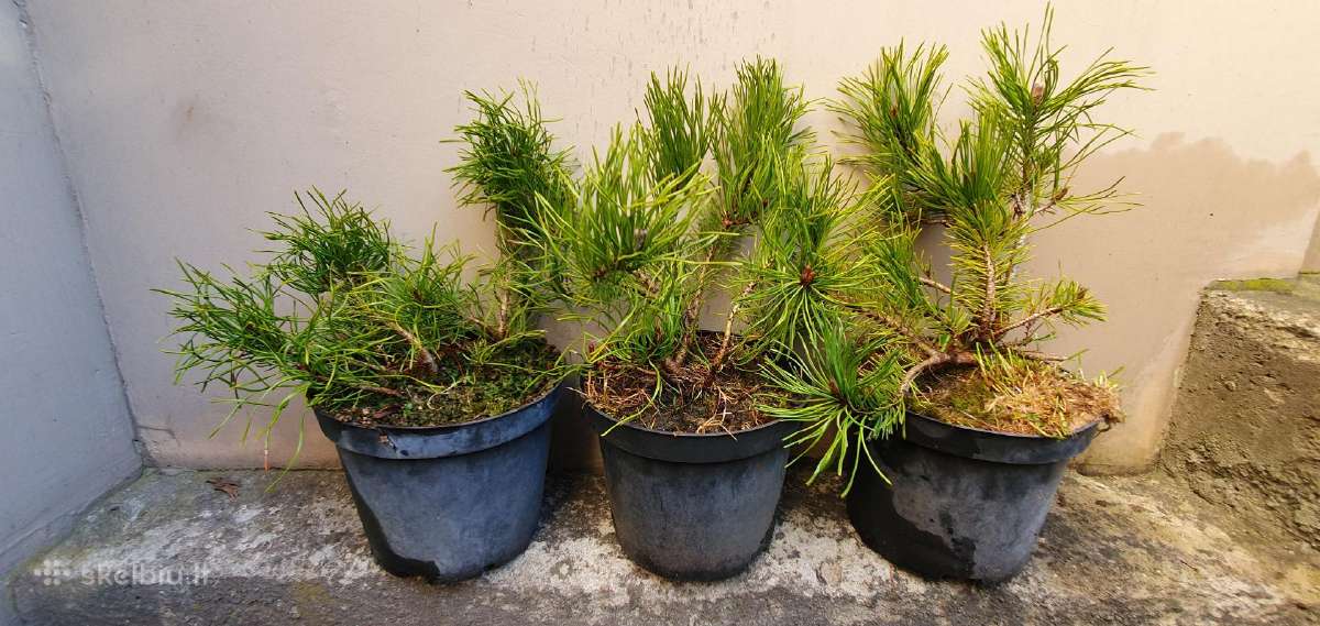 Juodosios Nigra ir kalnų pušys bonsai vazonuose - nuotraukos Nr. 13