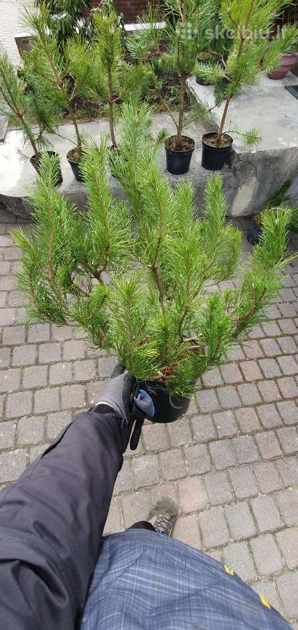 Juodosios Nigra ir kalnų pušys bonsai vazonuose - nuotraukos Nr. 12