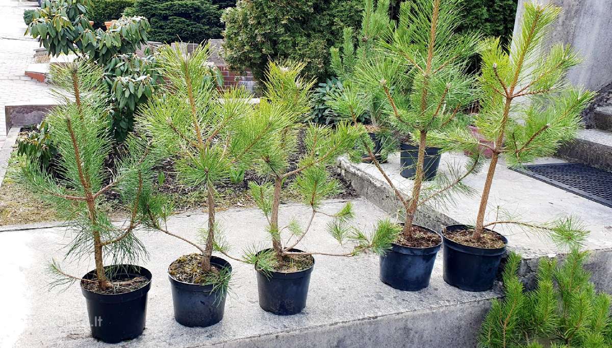 Juodosios Nigra ir kalnų pušys bonsai vazonuose - nuotraukos Nr. 11