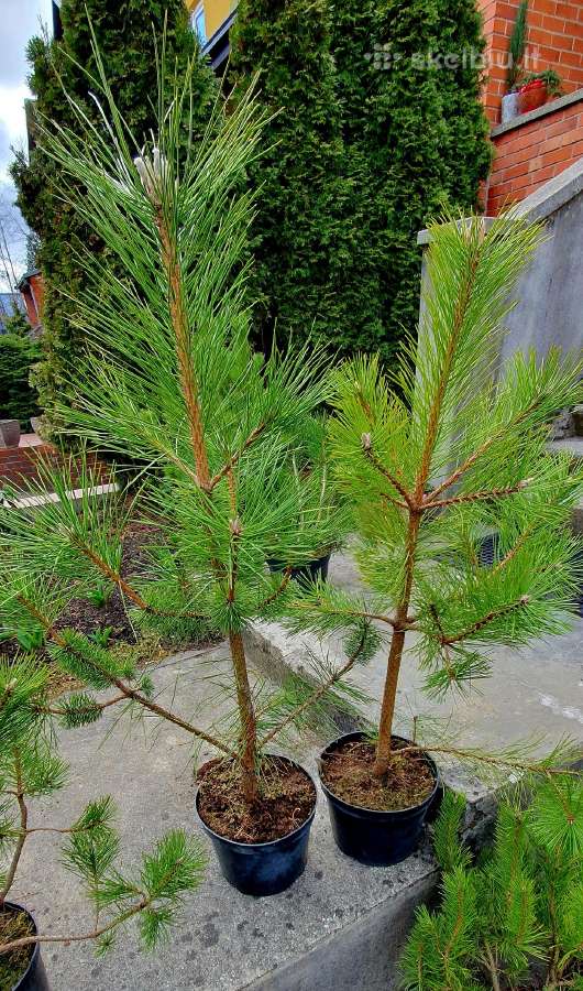 Juodosios Nigra ir kalnų pušys bonsai vazonuose - nuotraukos Nr. 14
