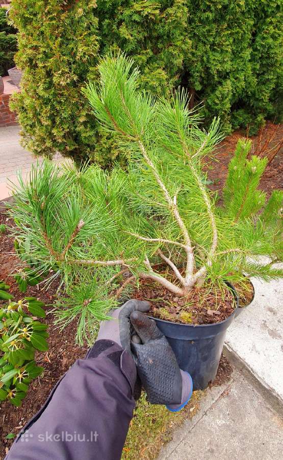 Juodosios Nigra ir kalnų pušys bonsai vazonuose - nuotraukos Nr. 15