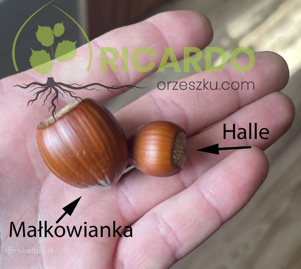 Lazdynų sodinukai, "małkowianka" Didžiausias