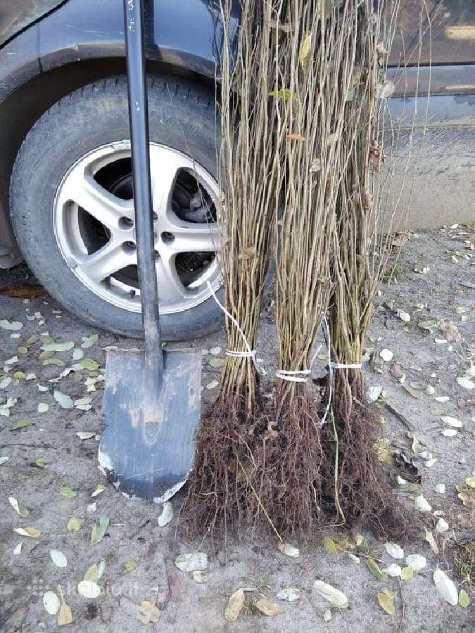 Skroblas ir bukas gražiai gyvatvorei - nuotraukos Nr. 4