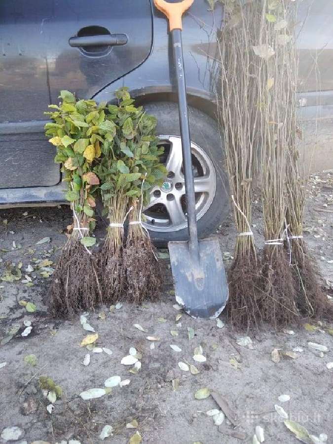 Skroblas ir bukas gražiai gyvatvorei - nuotraukos Nr. 5