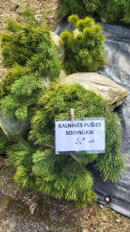 Kalninės pušys tik 12€ - nuotraukos Nr. 32
