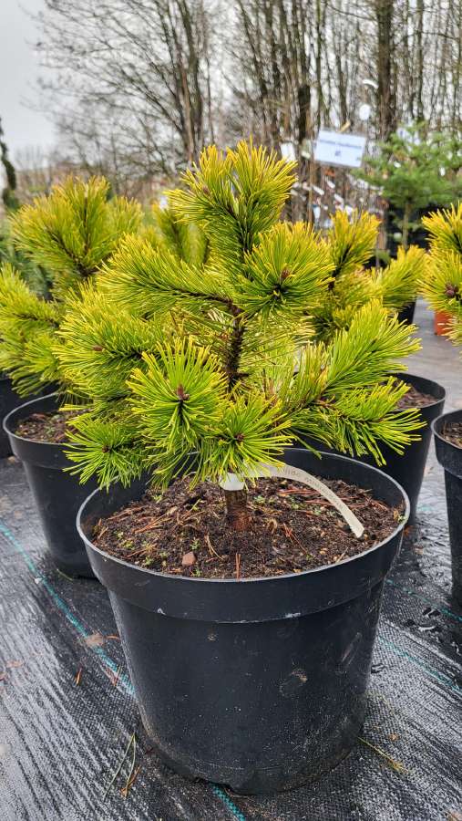 Kalninės pušys tik 12€ - nuotraukos Nr. 35