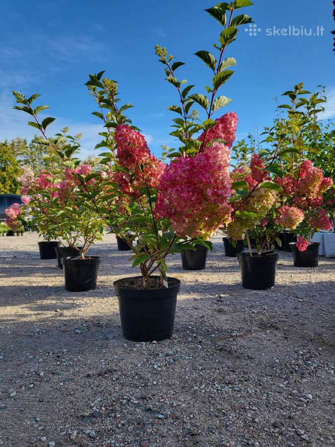 Kalninės pušys tik 12€ - nuotraukos Nr. 37