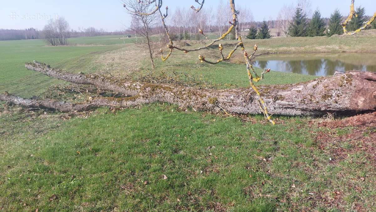 Parduodamas kaštonas mazesne nei malku kaina