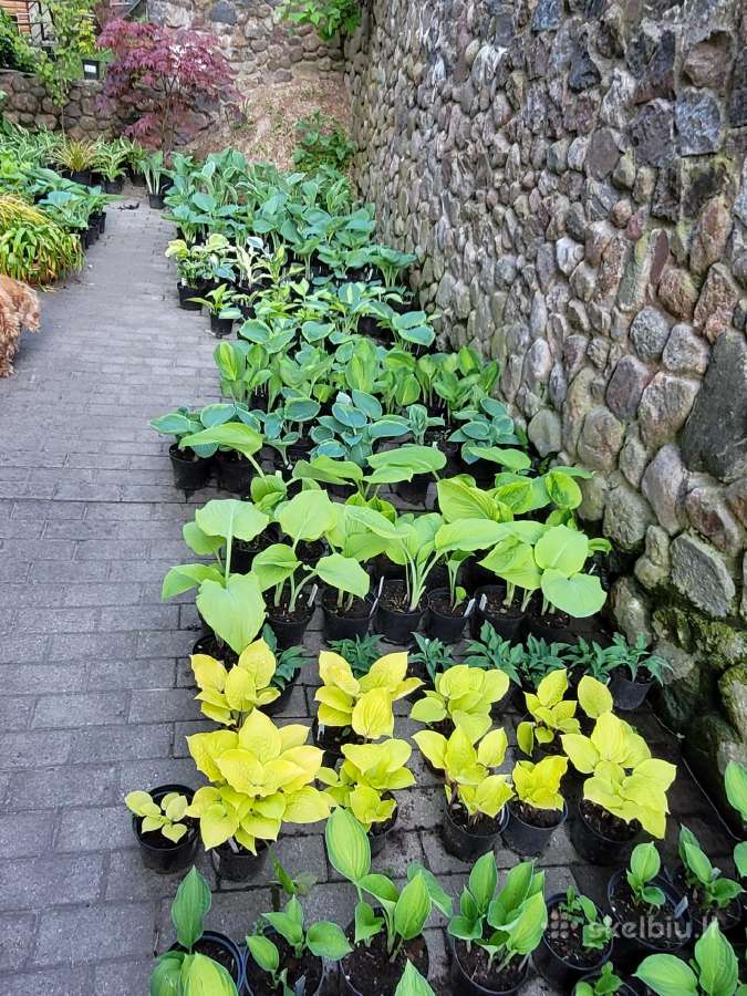 Parduodu melsves (hosta) ir pavėsio augalus - nuotraukos Nr. 31