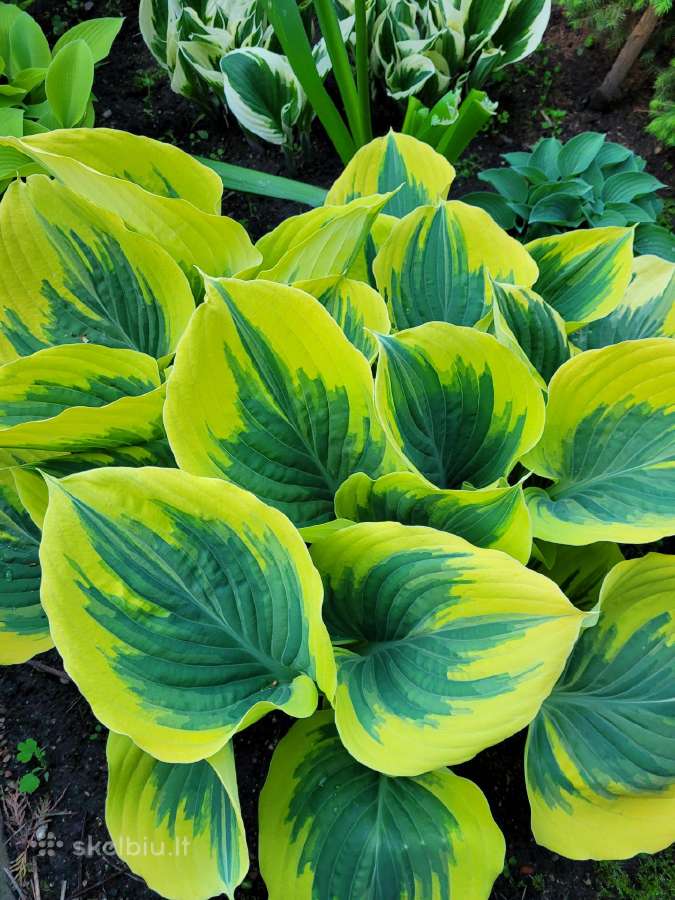 Parduodu melsves (hosta) ir pavėsio augalus - nuotraukos Nr. 4