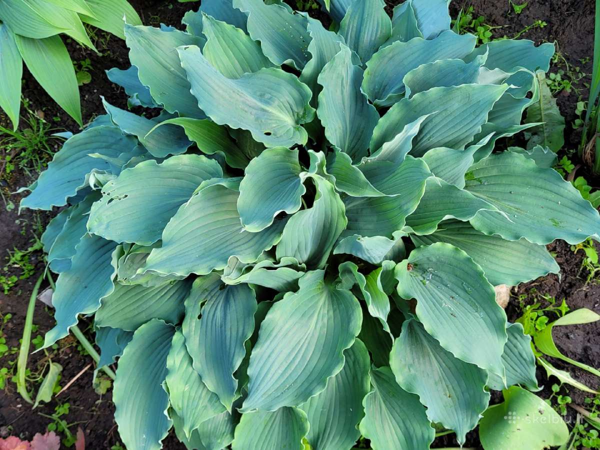 Parduodu melsves (hosta) ir pavėsio augalus - nuotraukos Nr. 28