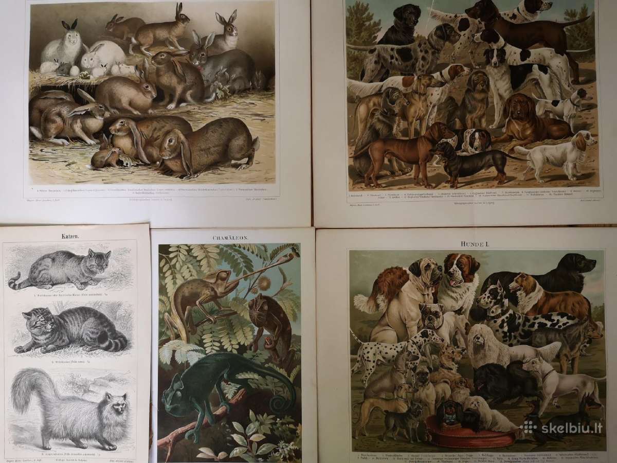 Litografijos senos 1894-1905