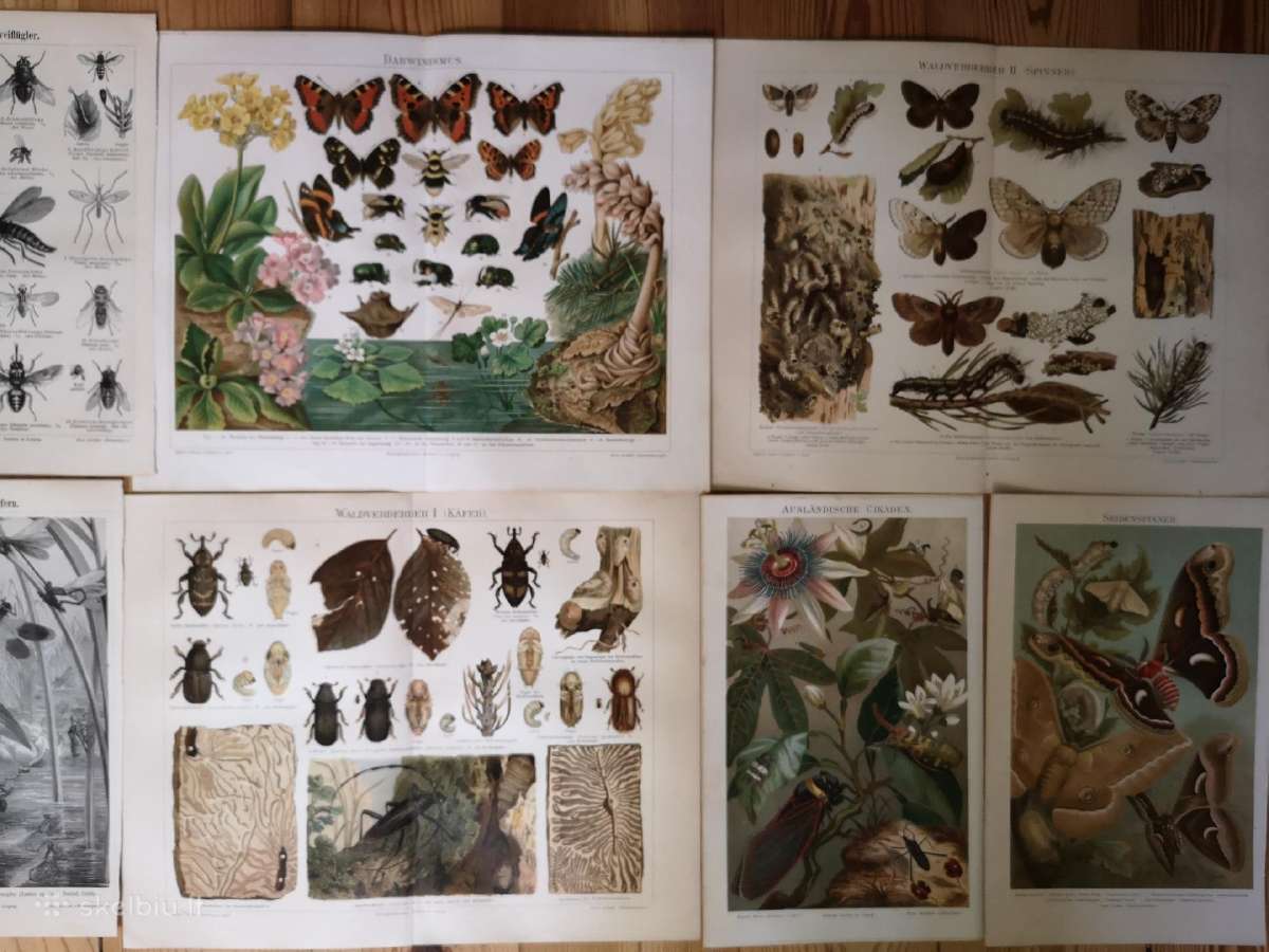 Litografijos senos 1894-1905 - nuotraukos Nr. 2