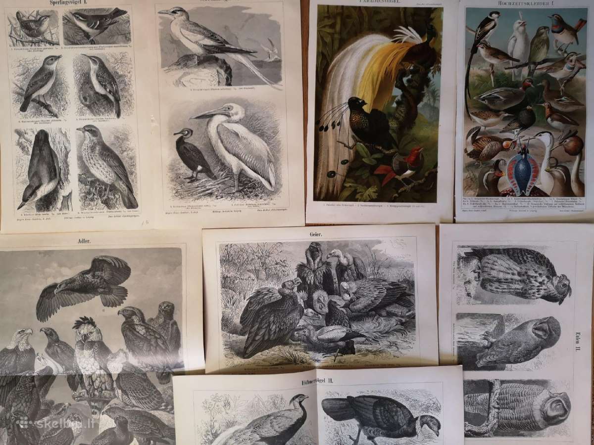 Litografijos senos 1894-1905 - nuotraukos Nr. 7