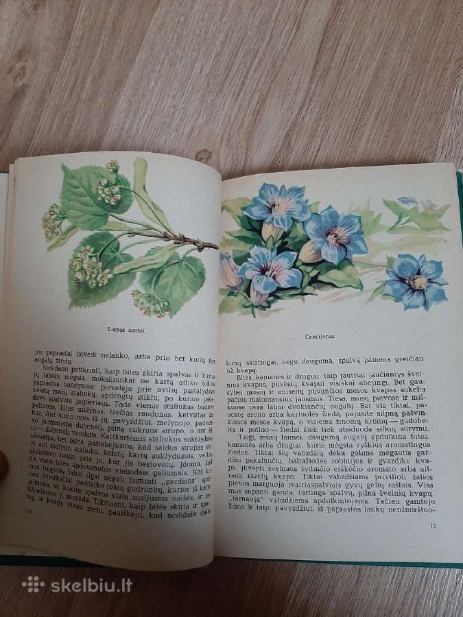 Nuostabus augalų pasaulis - nuotraukos Nr. 3