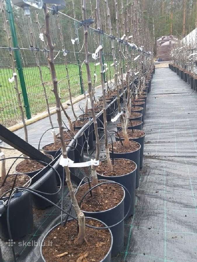 Laistymo sistemos- Rainbird įranga- 5 m. garantija - nuotraukos Nr. 7