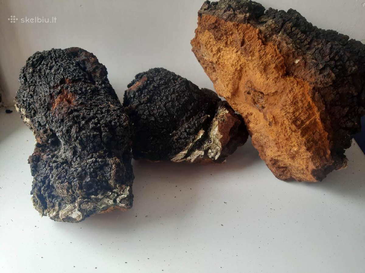Chaga,juodasis beržo grybas, Čaga Įžulnusis skylen - nuotraukos Nr. 2