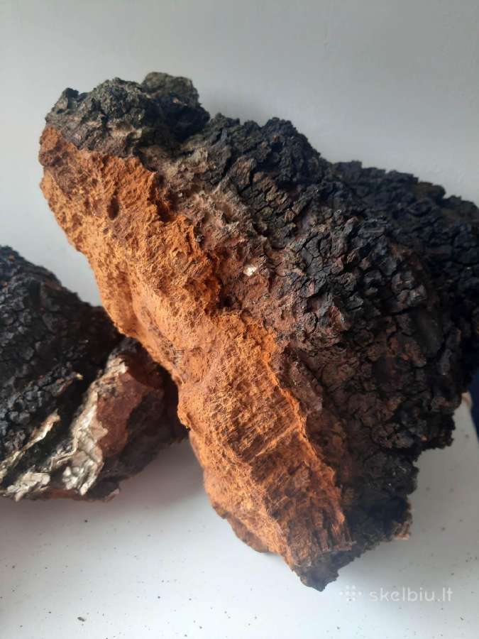 Chaga,juodasis beržo grybas, Čaga Įžulnusis skylen - nuotraukos Nr. 3