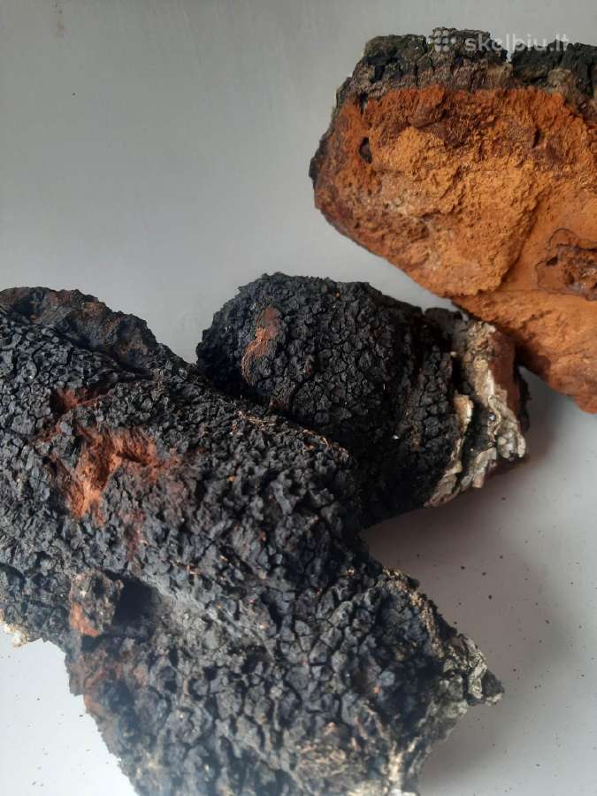 Chaga,juodasis beržo grybas, Čaga Įžulnusis skylen - nuotraukos Nr. 4