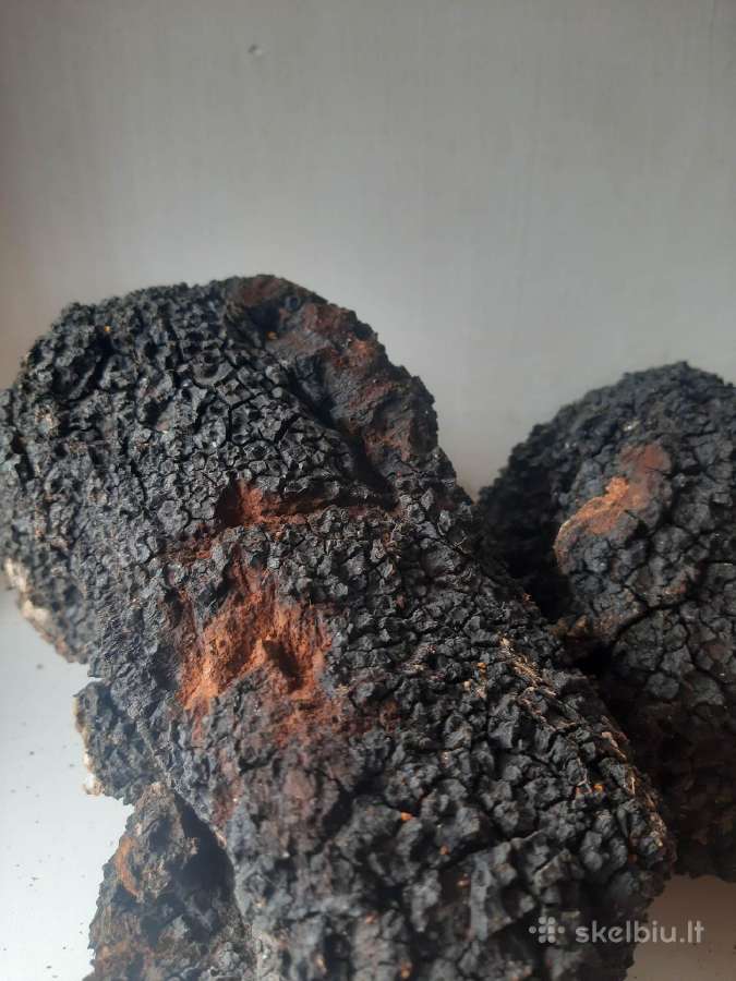Chaga,juodasis beržo grybas, Čaga Įžulnusis skylen - nuotraukos Nr. 5